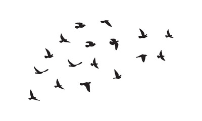 Flying Birds Vector And Illustration. 