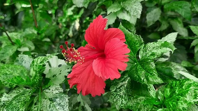 Beautiful red joba flower in the garden.