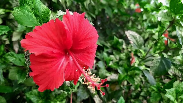 Beautiful red joba flower in the garden.