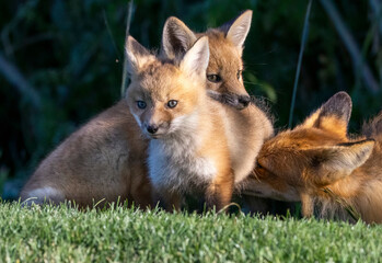 A family of foxes in a park setting
