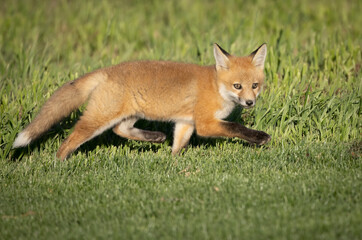 A young red fox kit making the rounds