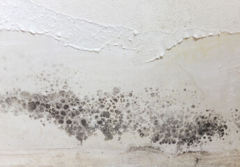 Black spots of toxic mold and mildew bacteria on a white wall. Concept of condensation, moisture,...