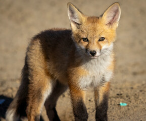 A little red fox kit near its den