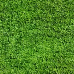 Green moss seamless pattern on white background - natural eco-friendly texture for design projects