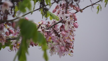 blossom 