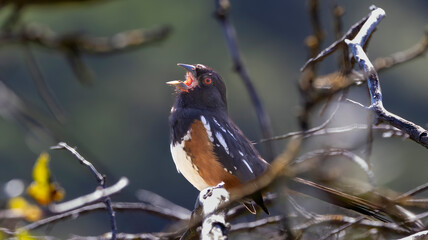 A towhee making ends meet in a tree