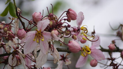pink magnolia flowers