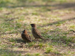 sparrow on the grass