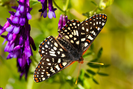 A honey bee collecting pollen on purple flowers