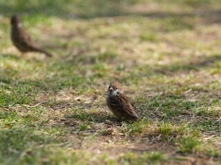 squirrel on the grass