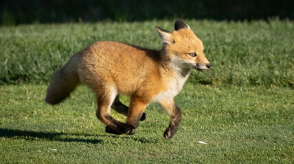 A young red fox kit making the rounds