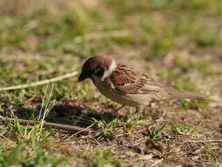 a sparrow