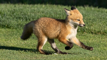 A young red fox kit making the rounds