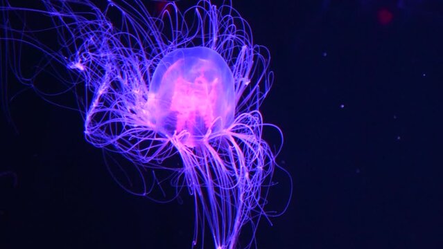 Closeup shot of Spirocodon Saltator, the endemic jellyfish of Japan floating underwater. 4K