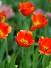 Obraz premium red and yellow tulips