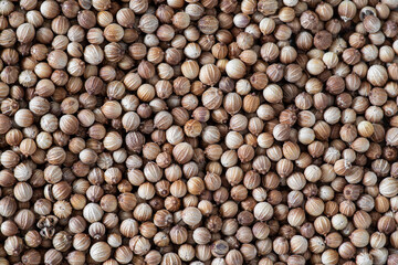 Texture of dried coriander seeds, close-up