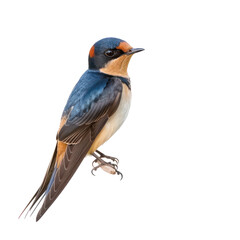 Obraz premium Barn swallow bird front view full body isolate on transparency background PNG