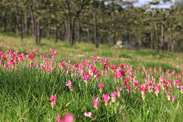 Dok krachiao blooming or Siam-Tulip festival in Thung Bua Sawan (Sai Thong National Park) Chaiyaphum, Thailand 