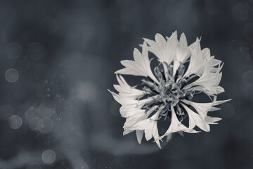 Kornblume 