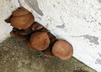 Brown poisonous mushrooms occur naturally on the cement floor.