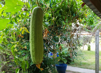 Luffa cylindrica hanging on the vine.