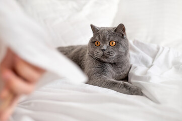 Gray short haired British cat laying on white bedding, looking on person that playing with him