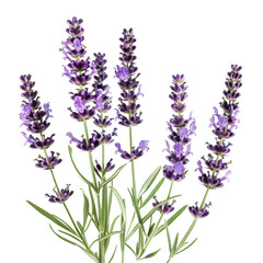 Naklejka premium Purple Lavender Flowers with Green Stems