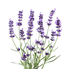 Obraz premium Close-Up of Fresh Lavender Stems with Purple Blossoms