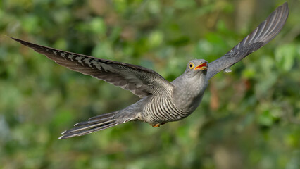 cuckoo in flight, green trees in the background 