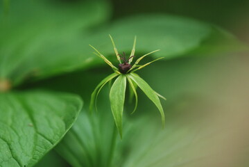 Close-up of a plant in the forest area