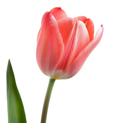 Close-up of a Single Pink Tulip in Bloom with Green Stem and Leaves