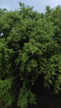 Big Tamarind tree , pan shot 