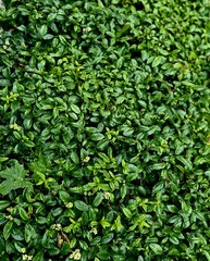 green leaves background