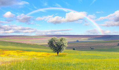 A young olive tree in the shape of a heart with rainbow - Agriculture field with young olive grove...