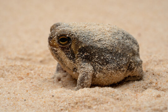 The Desert Rain Frog, Web-footed Rain Frog, or Boulenger's Short-headed Frog (Breviceps macrops) is a species of frog found in Namibia and South Africa.