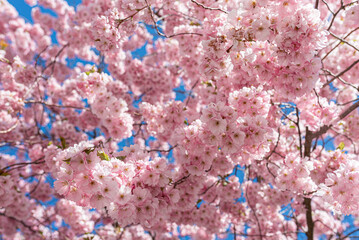 Sakura blossom in spring