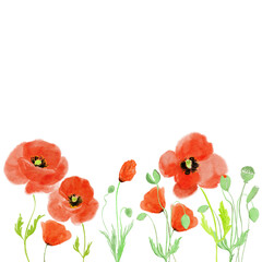 red poppies isolated on white. Hand drawn background. 