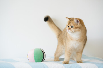 international cat day concept with british cat happy and fun during play ball with owner