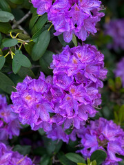 flowers in the garden
