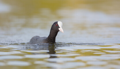 Eurasian coot - adult bird in spring