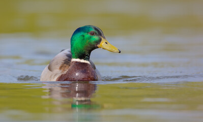 Mallard - male bird at a small lake in spring