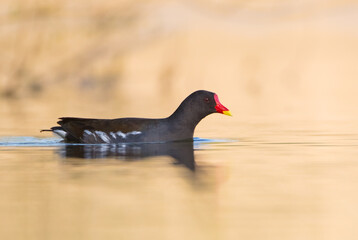 The common moorhen - adult bird in spring
