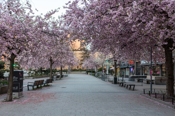 spring in Stockholm