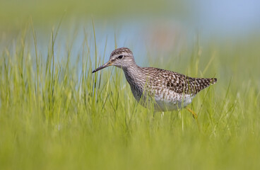 Wood Sandpiper  - in spring on the migration way at wetland