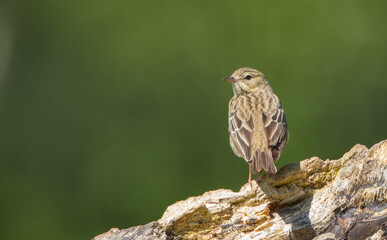 Tree pipit at the wet forest in spring
