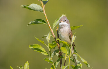 Common whitethroat - at a wet forest in spring