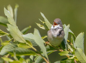 Common whitethroat - at a wet forest in spring