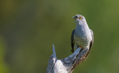 Common cuckoo - in spring at a wet forest