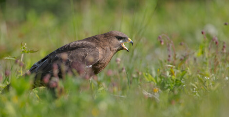 Common Buzzard in spring at a wet forest