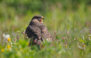 Common Buzzard in spring at a wet forest